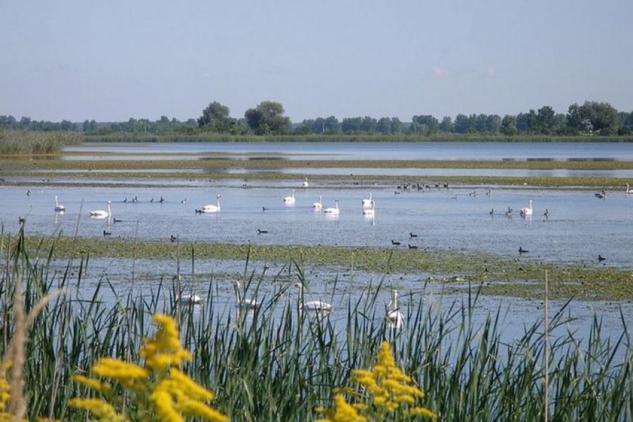 Water birds, Kopacki Rit National Park