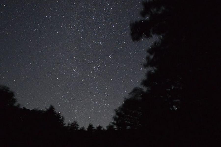 Starry night sky through the canopy, Montecristo National Park, El Salvador