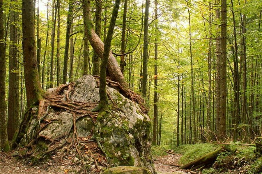 Forest, Berchtesgaden National Park