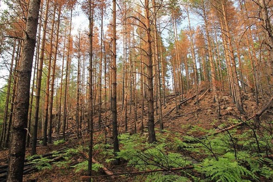 Pinewood stand recovering after a fire, Nuuksio National Park