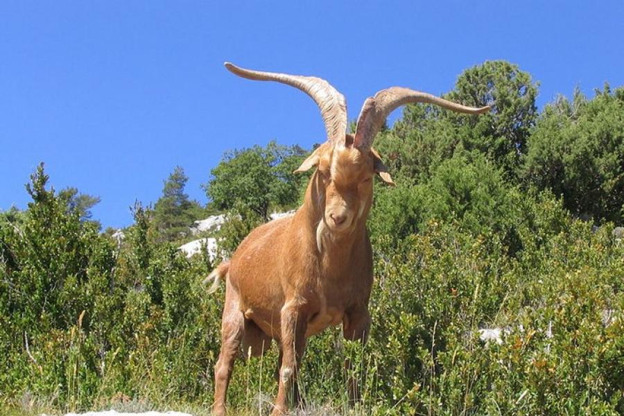 Goat, Gorges du Verdon