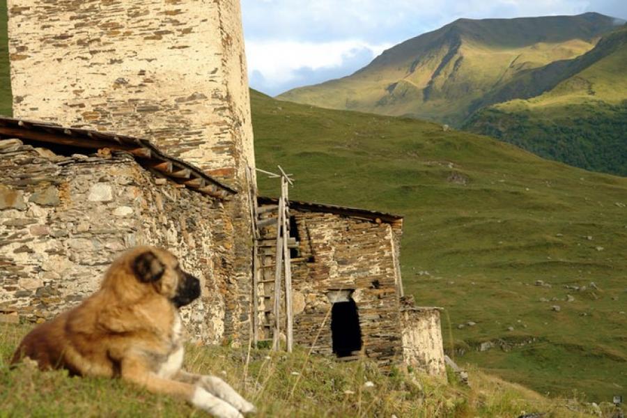 Dog overlooking the valley, Svaneti