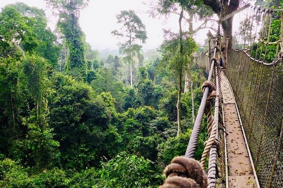 Canopy walkway, Kakum NP