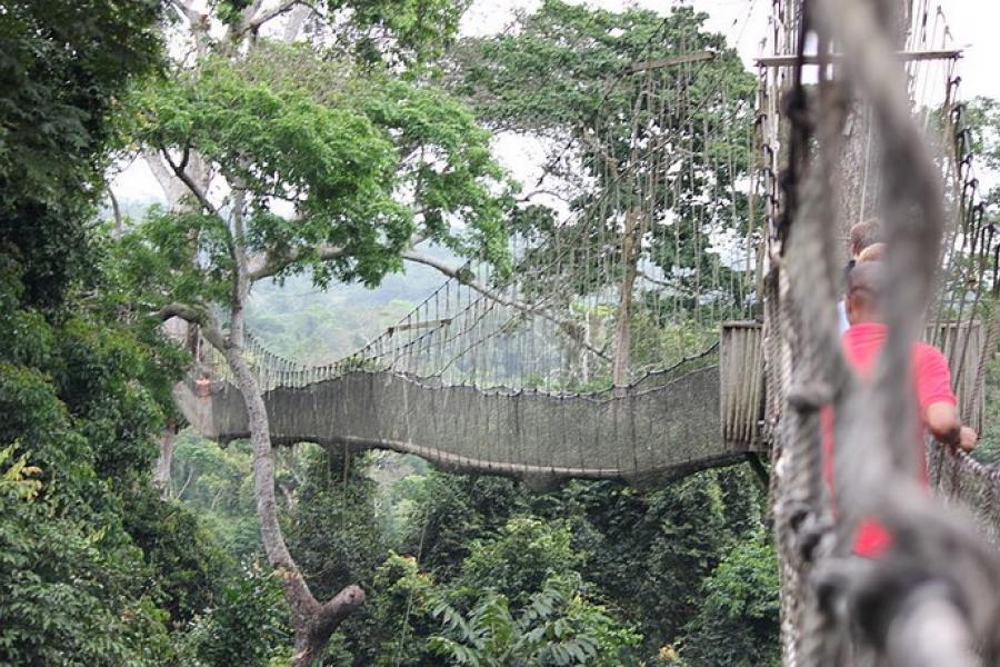 Canopy walk, Kakum NP