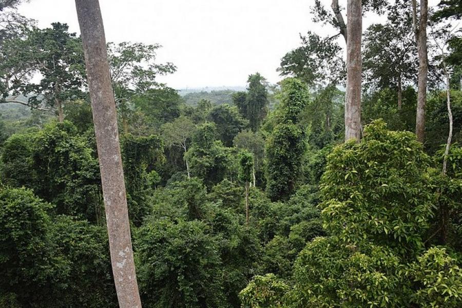 Lush tree canopy, Kakum NP