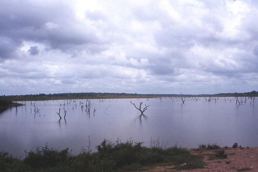 "Ghost trees" in Lake Volta