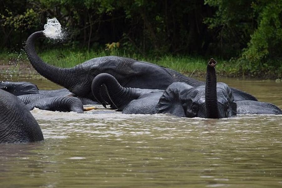 Bathing elephants, Mole NP