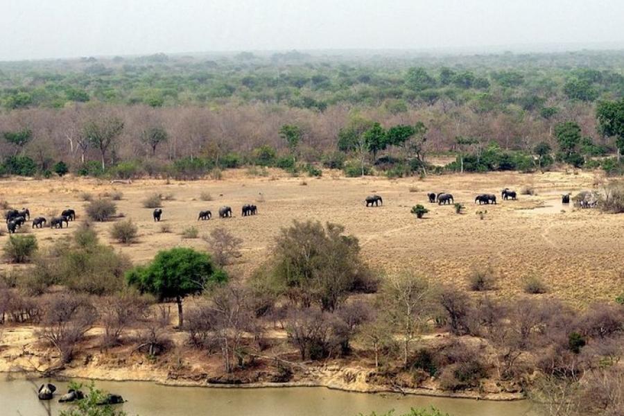 Seeing elephants from the viewing platform, Mole NP