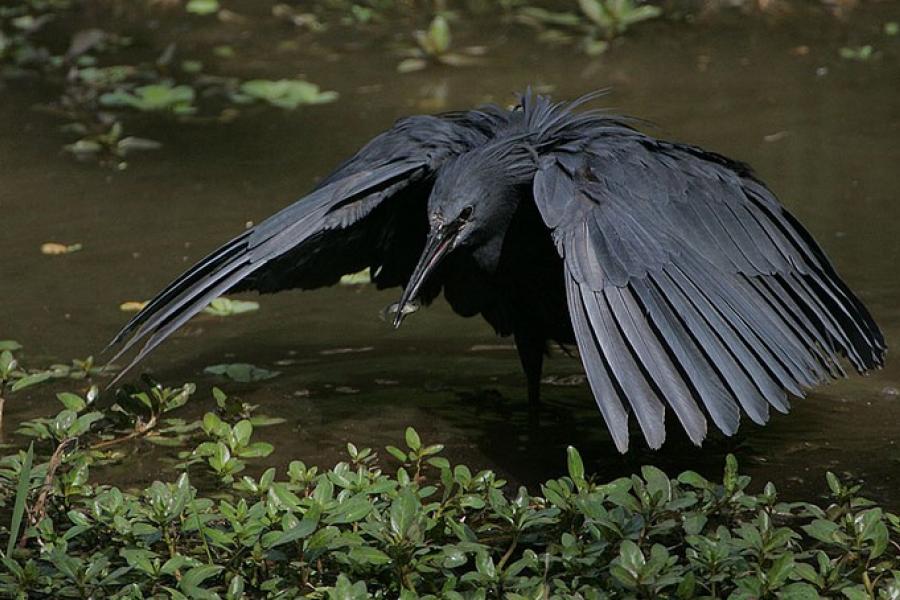 Black egret, Abuko Nature Reserve