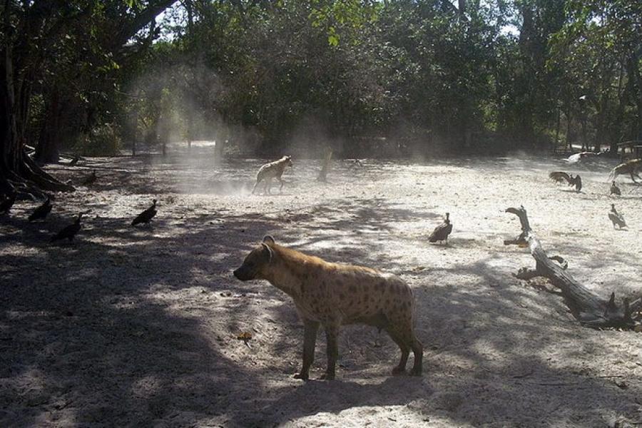 Hyenas and vultures, Abuko Nature Reserve