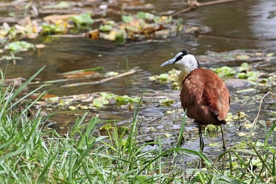 Jacana bird, Abuko Nature Reserve