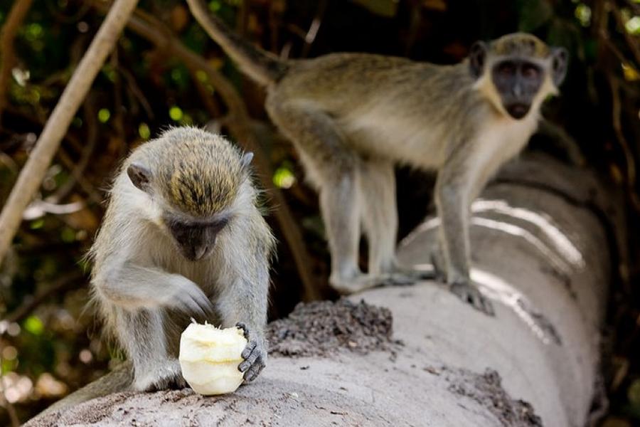 Monkeys, Abuko Nature Reserve