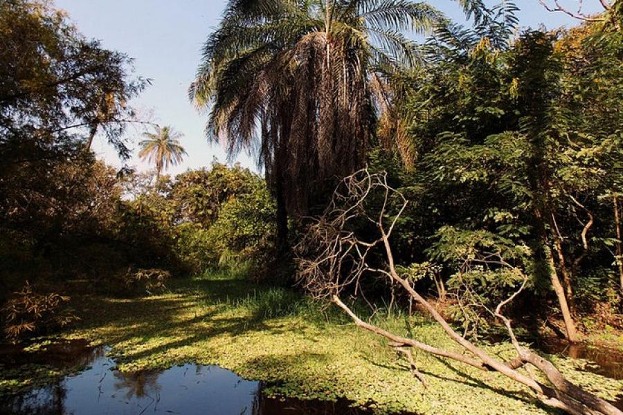 Swamp, Abuko Nature Reserve