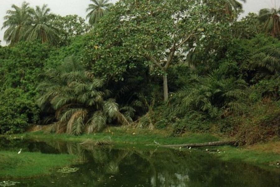 Trees, Abuko Nature Reserve