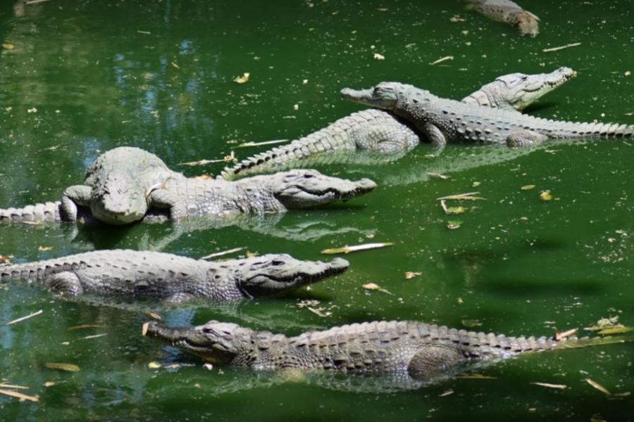 Crocodiles in the water, Katchikally Crocodile Pool