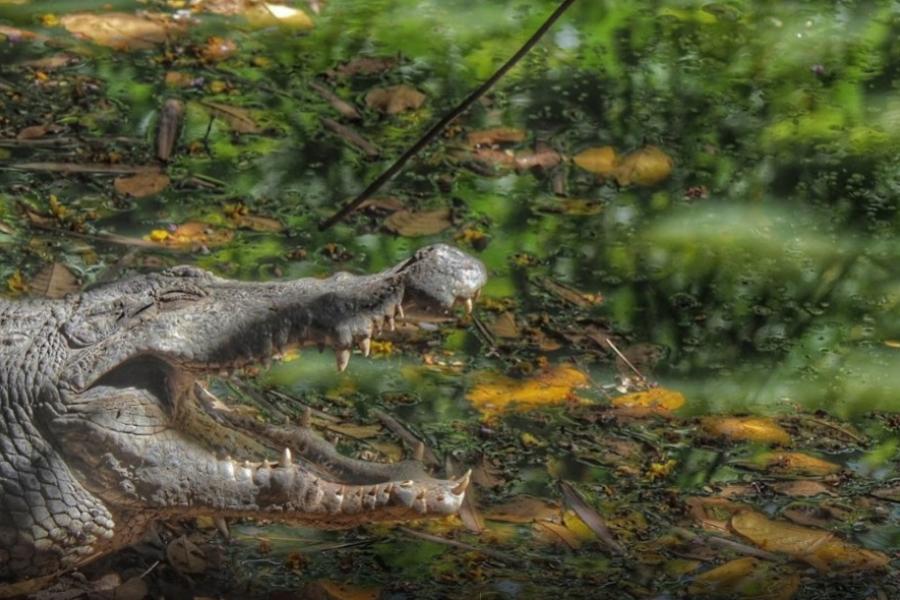 Smiling crocodile in the sun, Katchikally Crocodile Pool