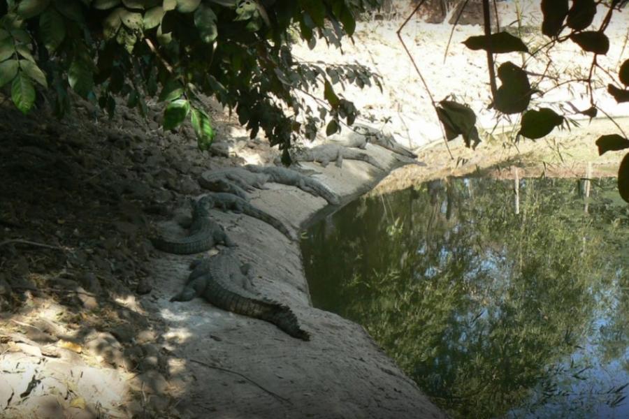 Waterside crocodiles, Katchikally Crocodile Pool