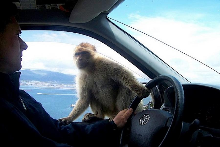 Barbary macaque and tourist in car, Gibraltar