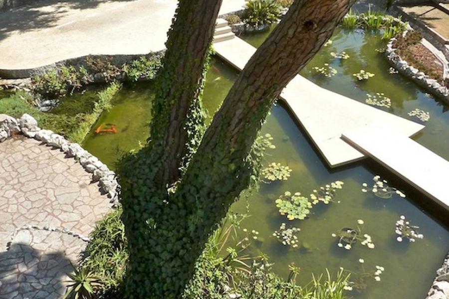 View of koi in a pond, Botanical Gardens in Gibraltar