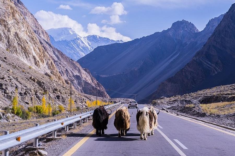 Karakoram Highway - Three wooly yaks walking away from the camera on a paved and painted road with metal roadside railings. Distant mountains in the background.