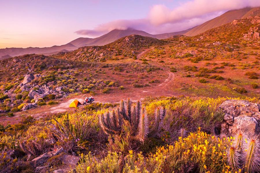Dreamy sunset campsite among wildflowers in Chile.