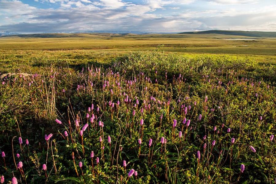 Dalton Highway - A field of pink Alaskan wildflowers.